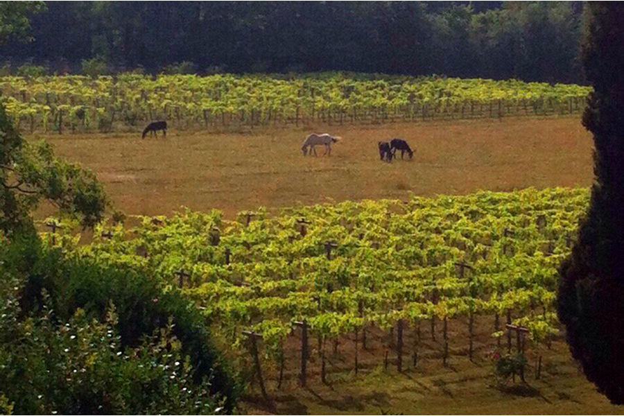 Vignes de Camon