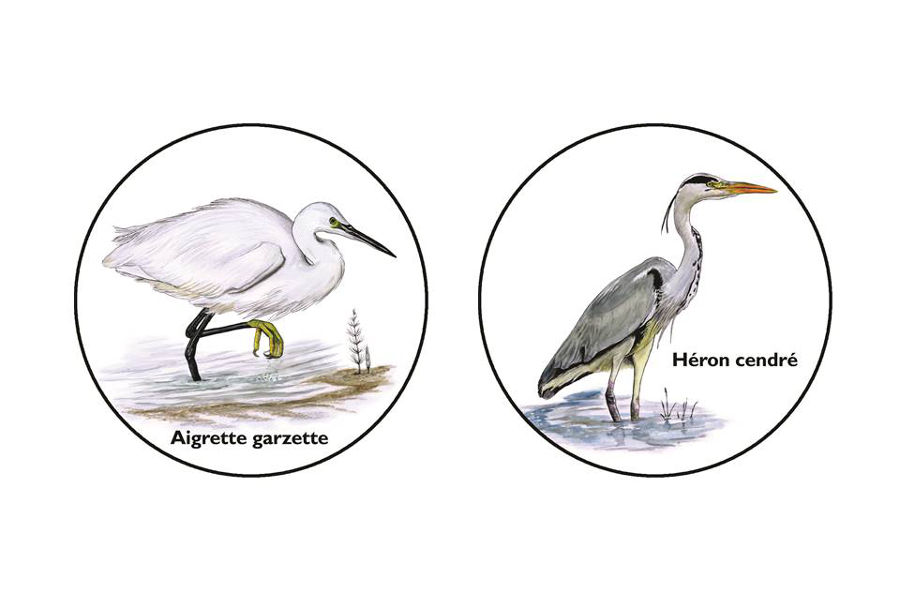 Aigrette garzette et hron cendr